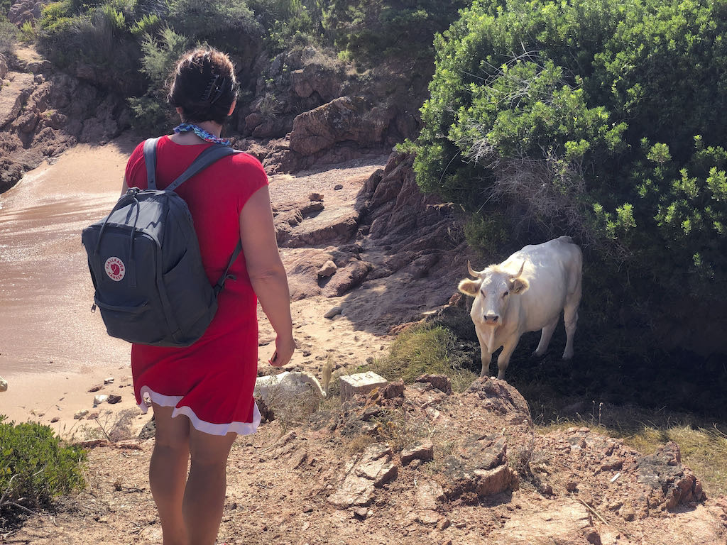 Sarda2019_IMG_7408
