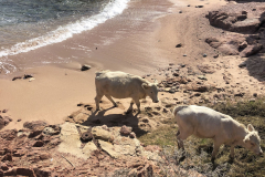 Sarda2019_IMG_7411