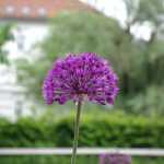 dsc00353