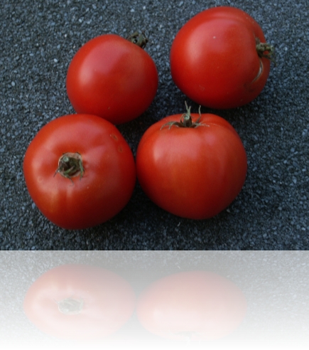 paradajz_4-20_09_2009