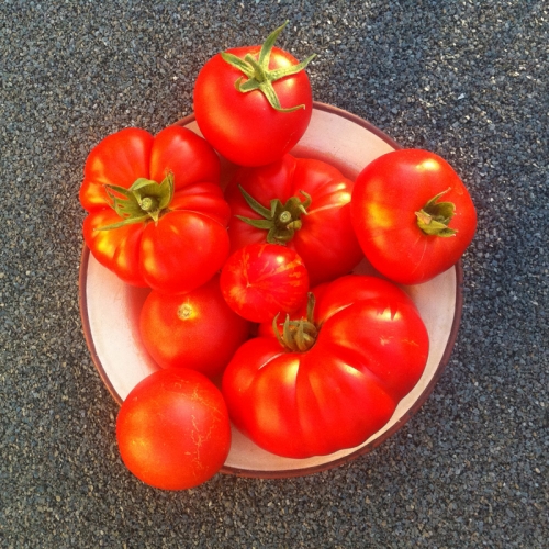 paradajz_avg2013_4-jpg