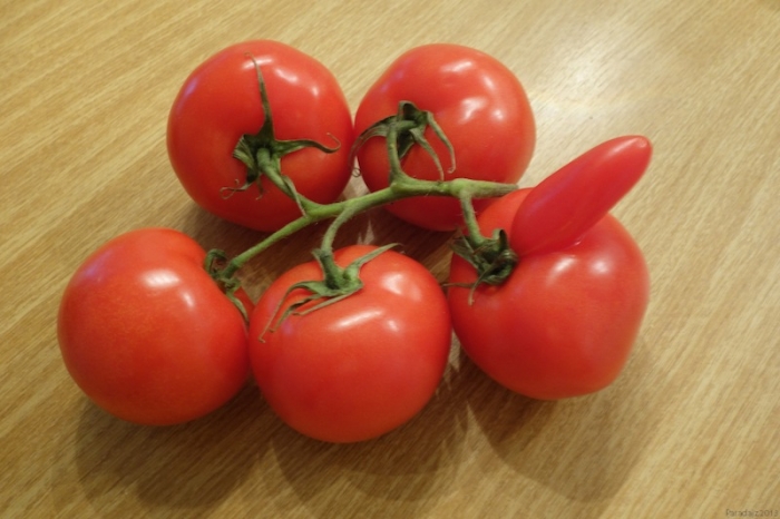 paradajz_maj_2013